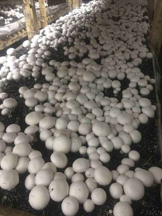 Енг даромадли бизнесни ургатамиз шампиньон кузикорин бизнеси