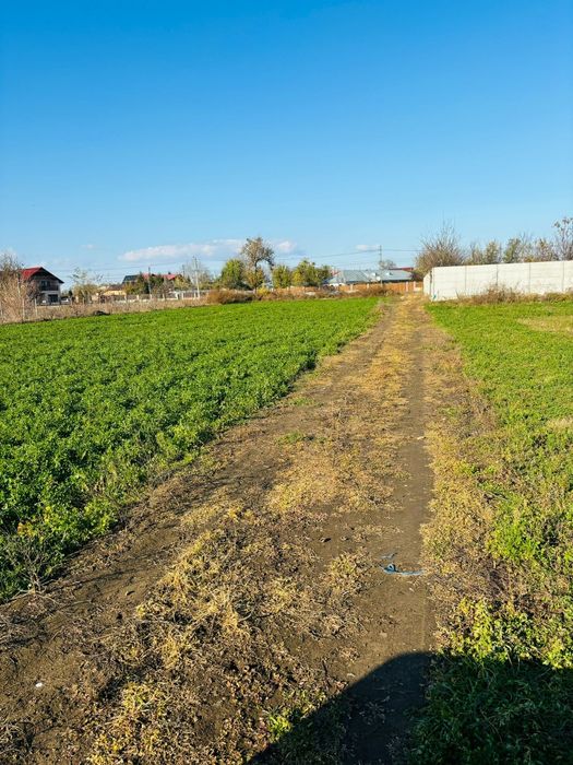 Teren Cazasu / Posibil Rate