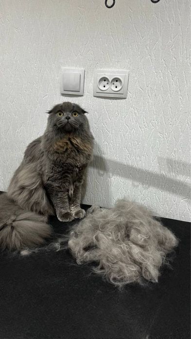 Профессиональный груминг для ваших любимцев!