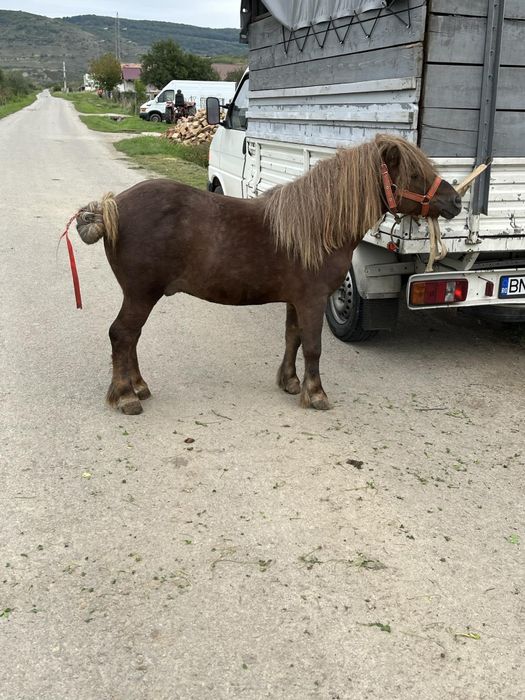 Ponei de vânzare