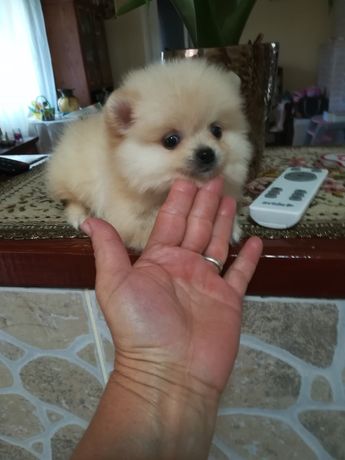 Fetita și Băiat Pomeranian Boo