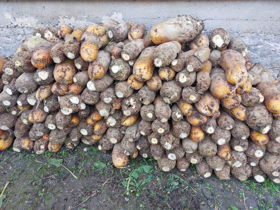 Sfecla furajera de vanzare