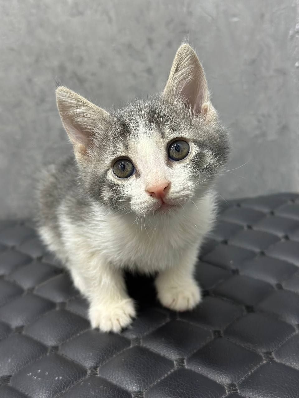 Отдам милых котят в добрые руки