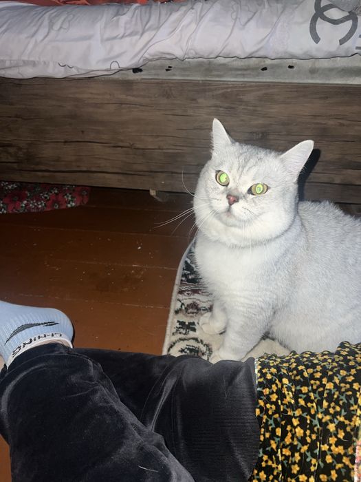 Приглашаем на вязку кота Чистокровный Британский Шиншила