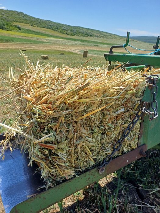 Vând 800 baloti de Ovaz si peste 3000baloto fan