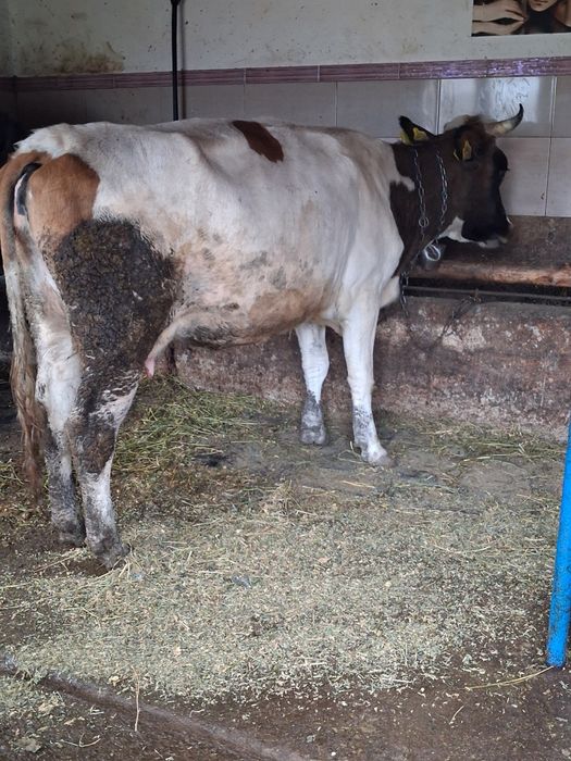 Vand o vaca de prăsilă