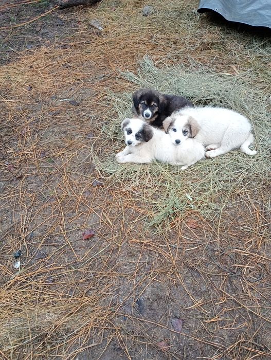 Donez cățelușă ciobanesc