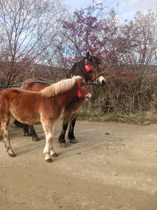 Vand manză de 7 luni