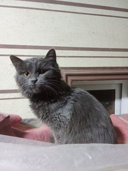 Пародистый котенок