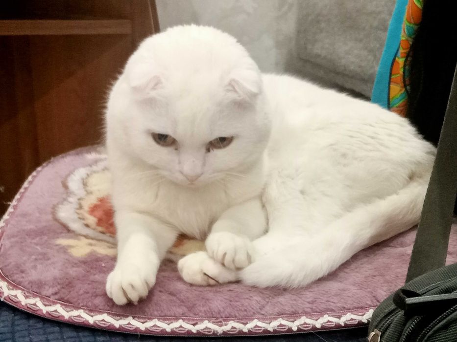 Белоснежный вислоухий кот
