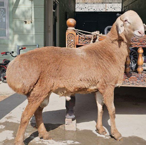 Qo‘y sotiladi so‘yishga boqishga