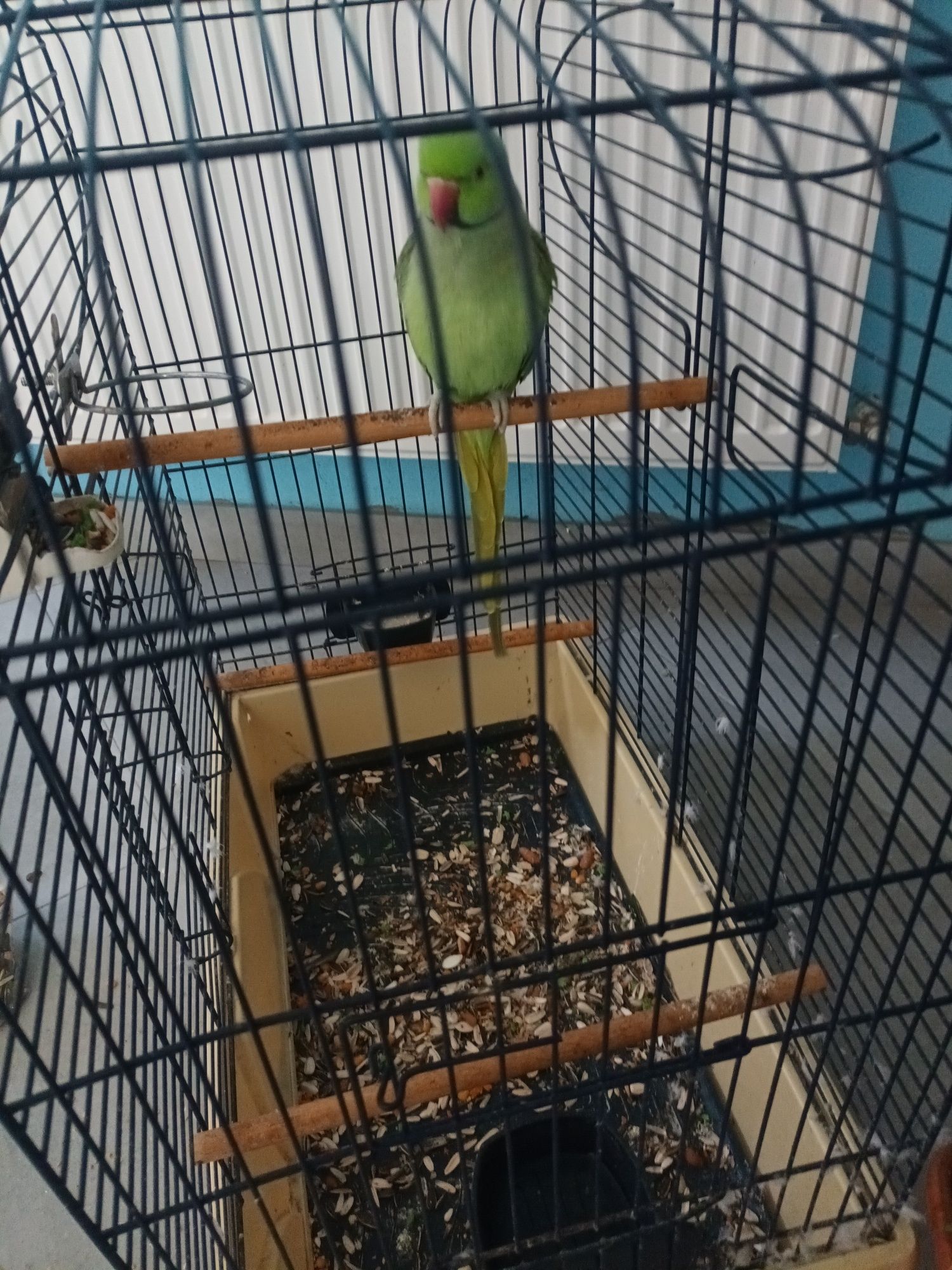 papagal micul Alexander