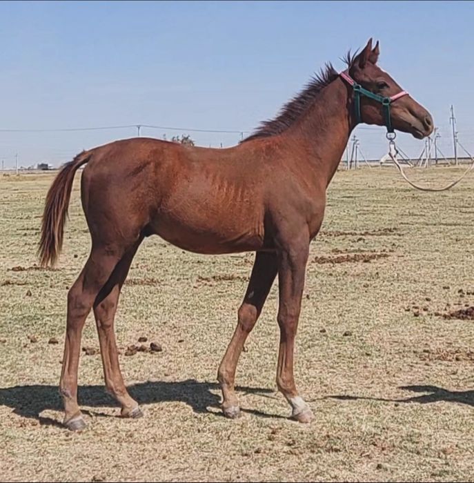 Ағылшын жабағы Ат Жылқы Конь Лошадь