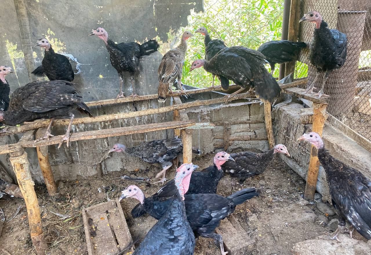 Продам домашних индюшат