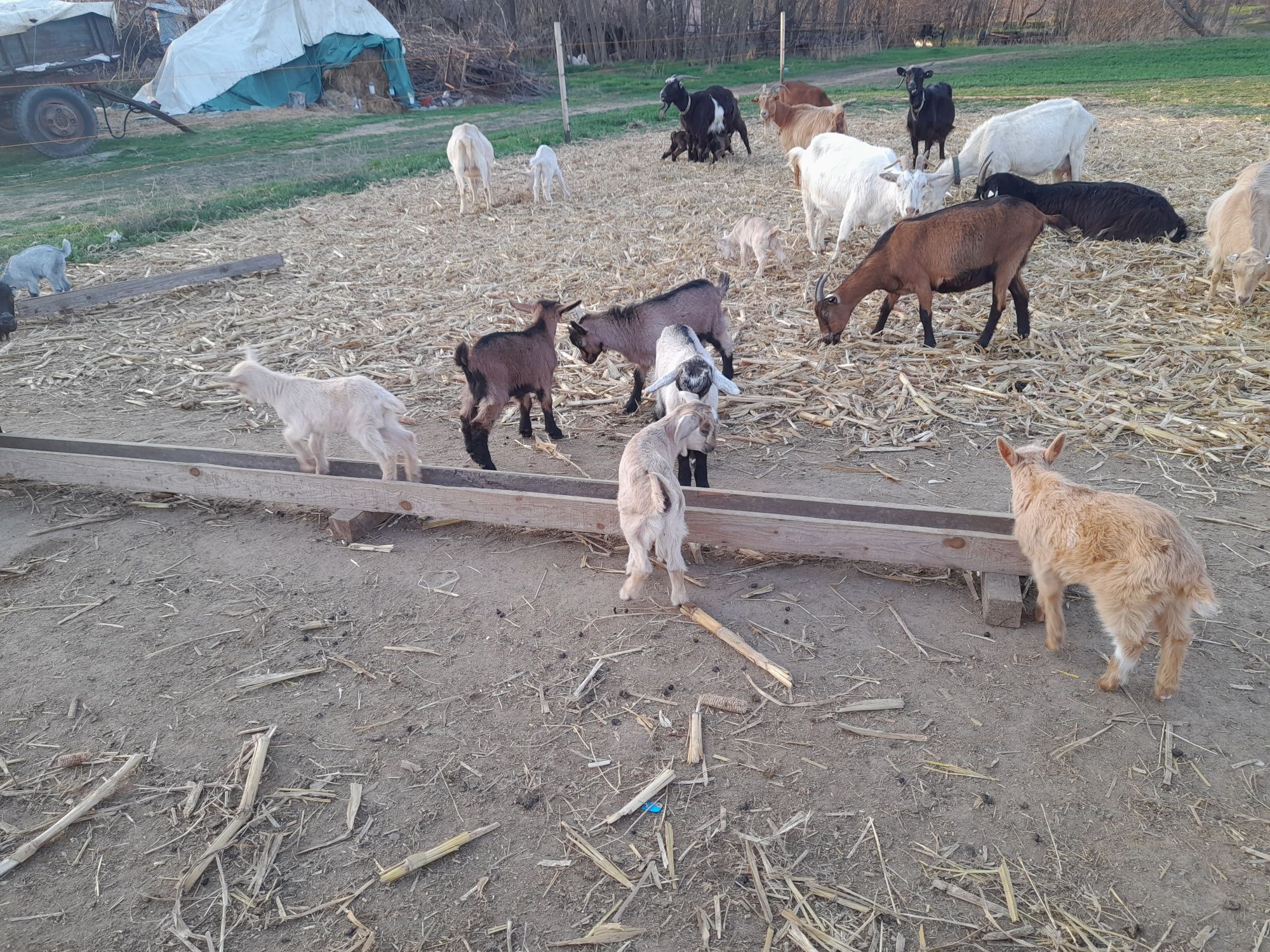 Iezi pentru sacrificat/prasila