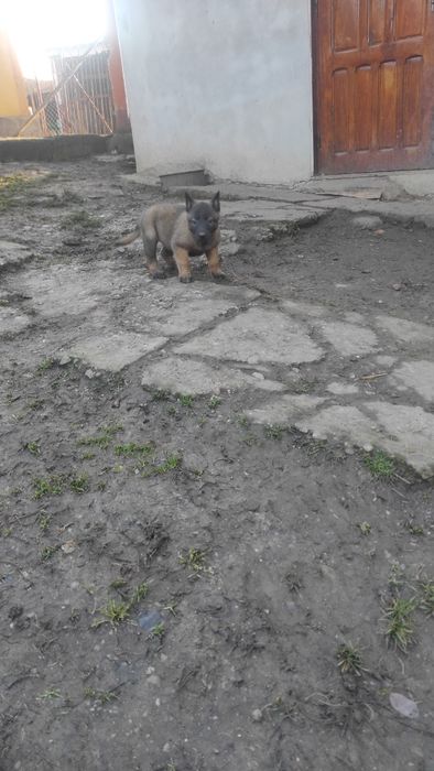 Donez pui Ciobanesc belgian malinois