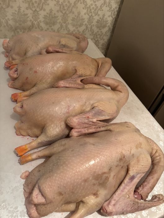 Продам мясо домашних гусей