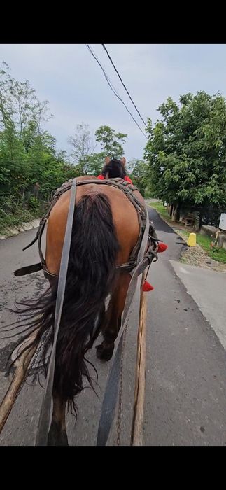 Mânz (cal castrat)  de 2,5 ani- garantat  la lemne si la căruță!