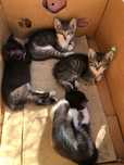 Adoptie pui pisici