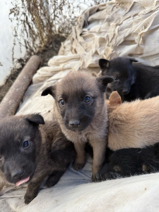 Donatie Cătelusi Metis