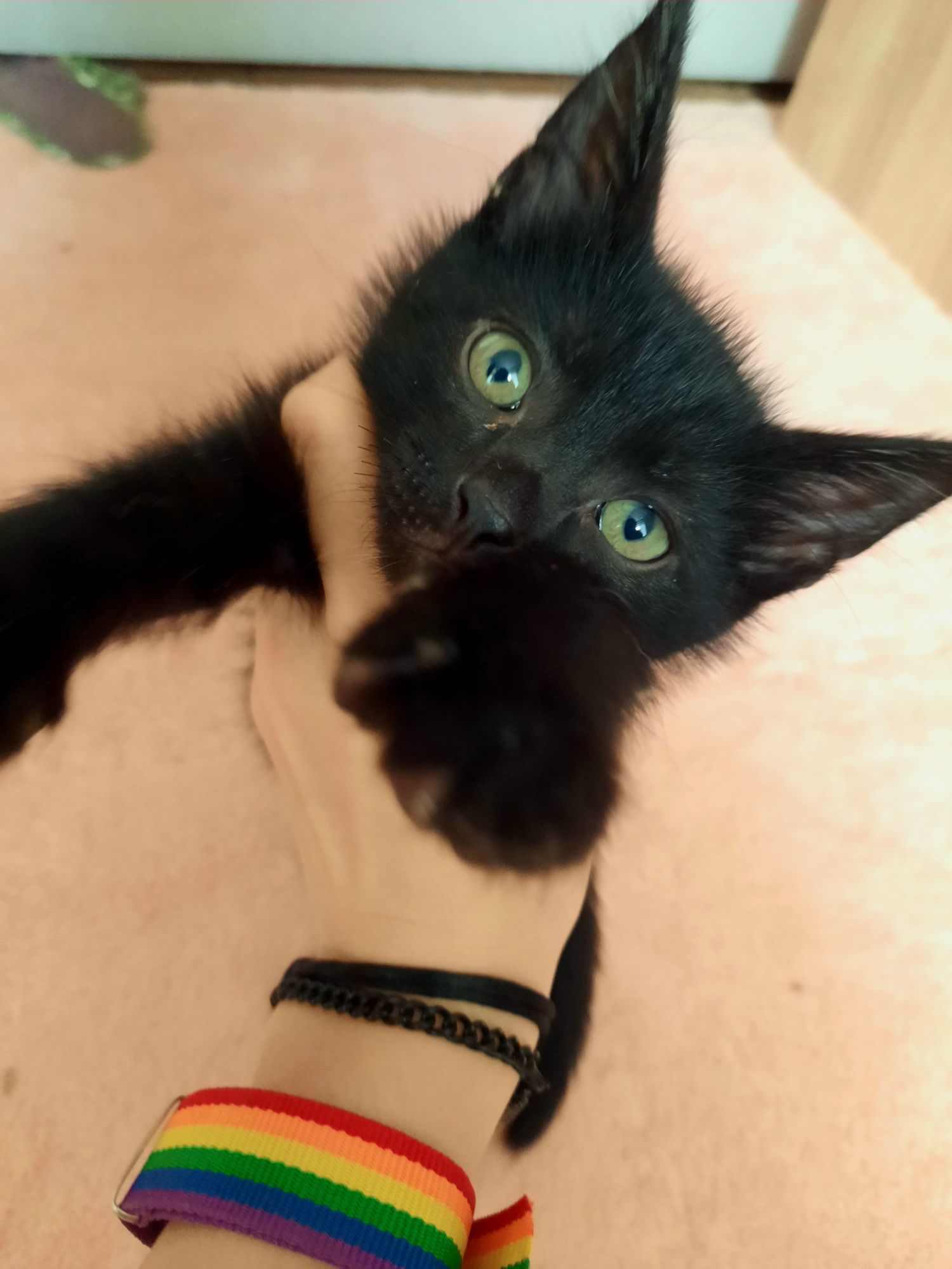 Котята в ответственные руки