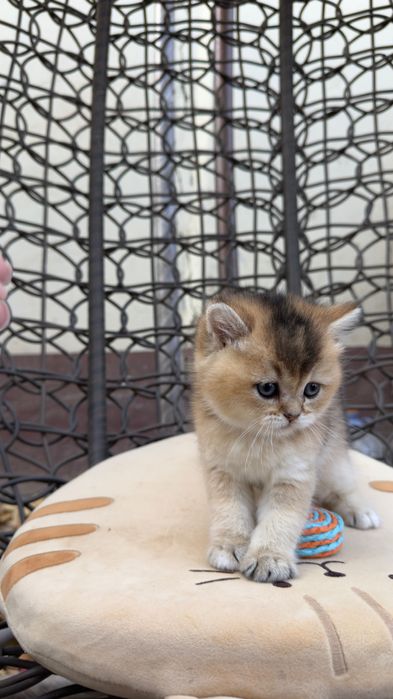 Британские котята шиншилла