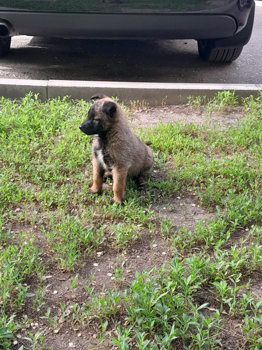 отдам собаку в хорошие руки