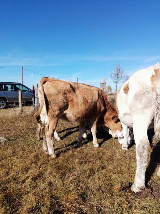 Juninci bălțată românească