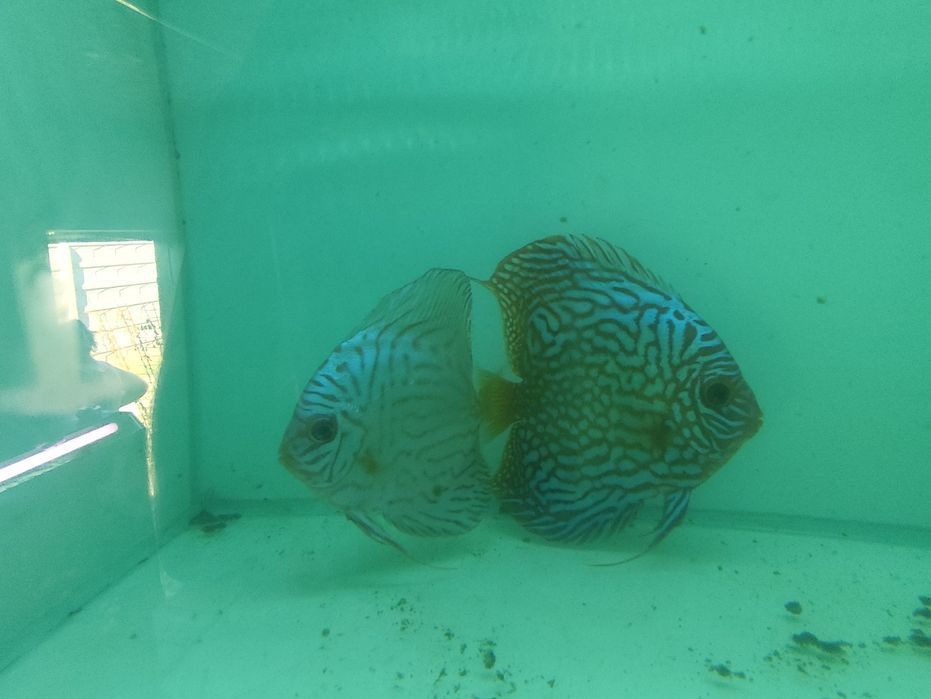 Vand Pereche Discus Blue Turquaz