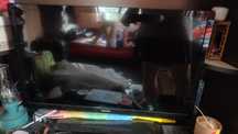 TV Phillips Full HD, diagonală 32 inch, stare foarte bună.