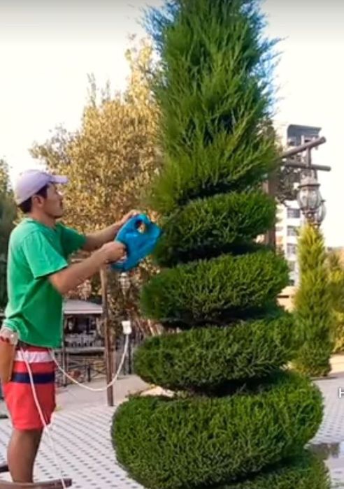 Landshaft,gazon qirqish, archa va daraxtlarni butalash  va dorilash