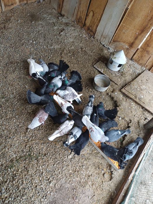 Vând 26 porumbei toți 600 lei