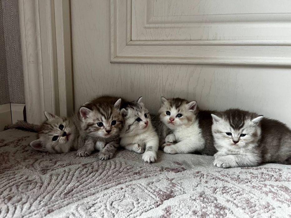 Котята 1 месяц пародистые
