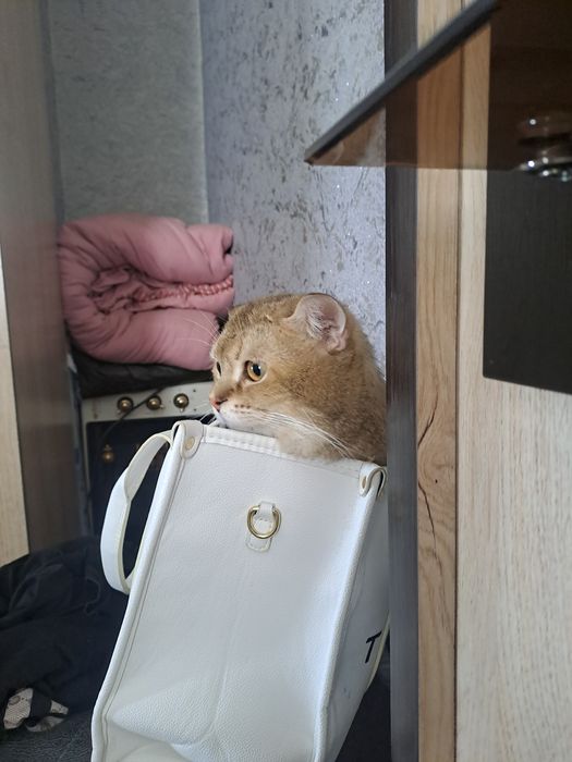 Aqilliy va toza mushuk