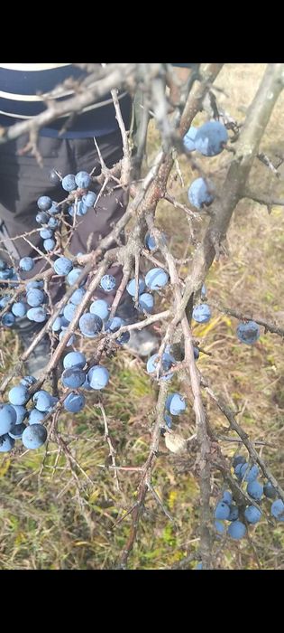 De vanzare porumbele