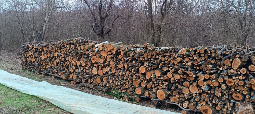 10ms lemn de prun pt foc