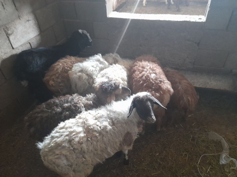 Тоқтылар сатылады