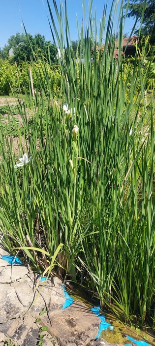 Продавам водни лилии и растения.