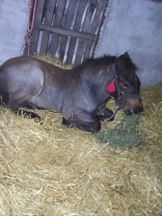 Vând un mânz de 4 luni jumate