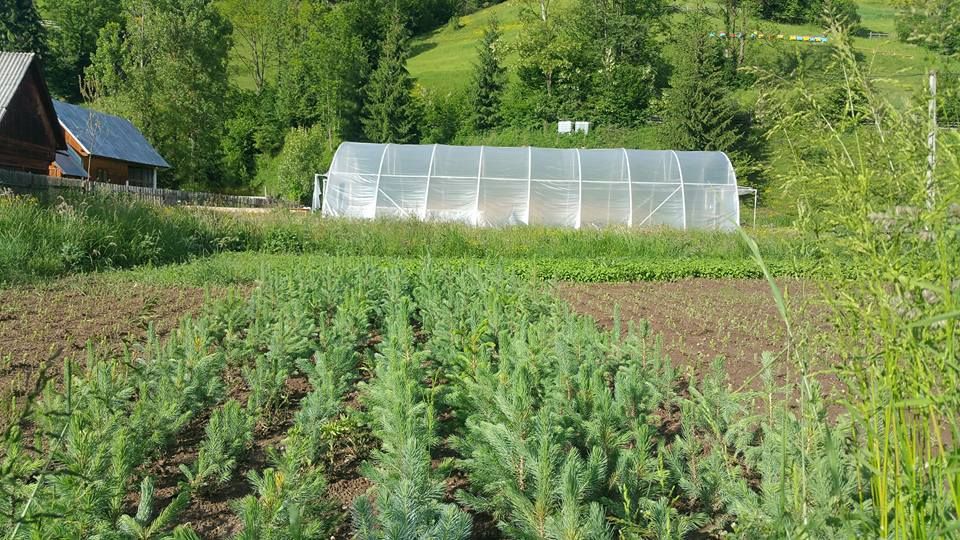 Puieti molid argintiu 4 ani-Picea Pungens Glauca Kibab