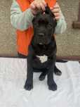 Cane corso femela