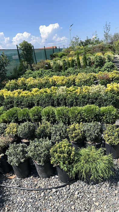 Tuia lilandi cupressocyparis & zmarard & multe alte plante va stam la