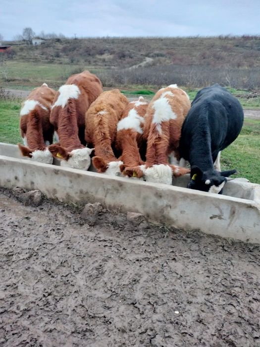 Vând vitei, 4 femele și 2 masculi