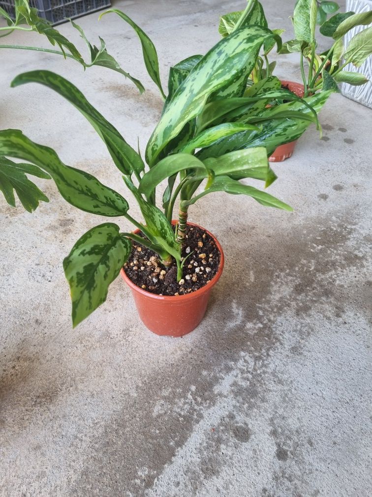 Aglaonema Mariya arzon narxda