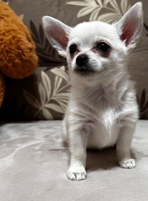 Топ Мъжко Мини Чихуахуа Бяло Дълъг косъм