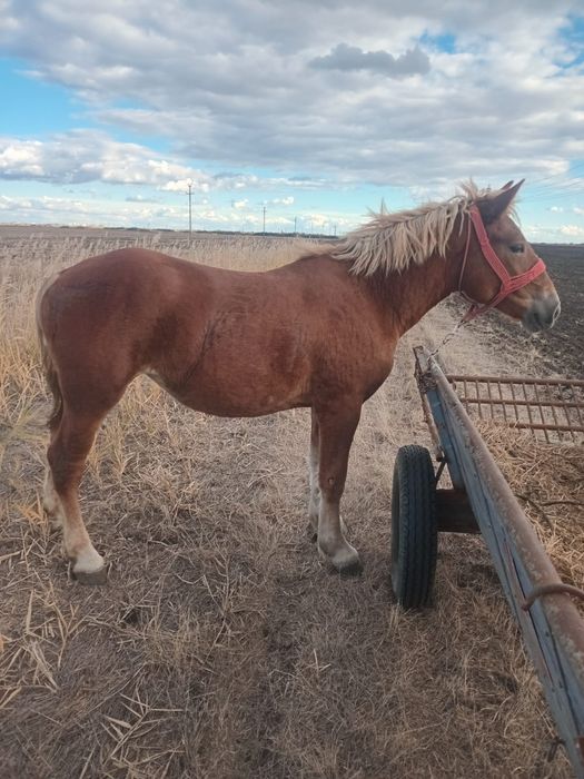 De vânzare iapa și mânză