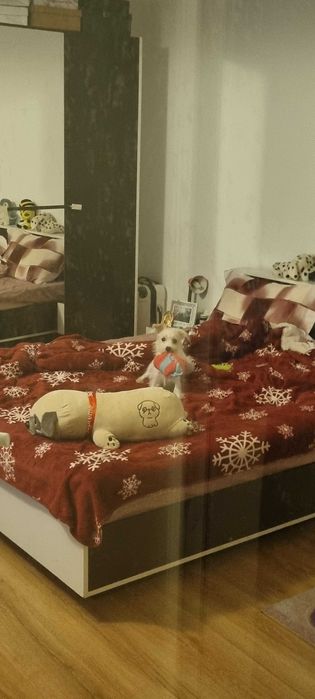 Donez catelusa(metis)6 luni