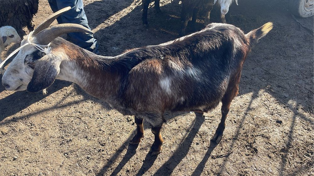 Коза дойная , зааненская порода с козлятами , ешки сауын