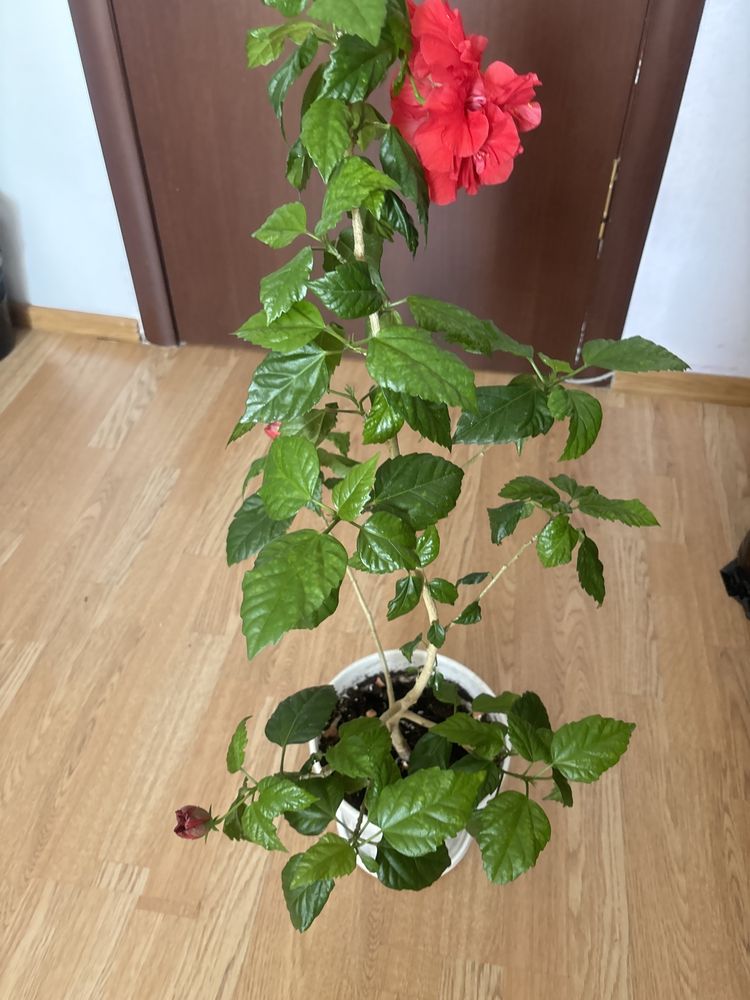 Китайская роза «Гибискус» - 5500тенге