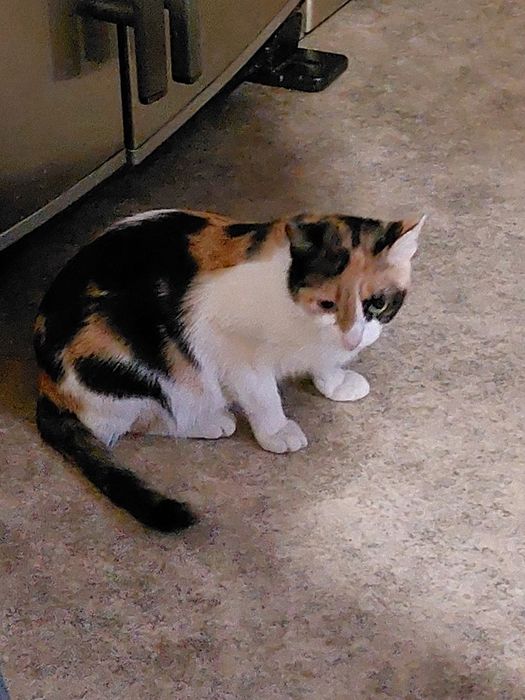 Дарю кошку мышеловку